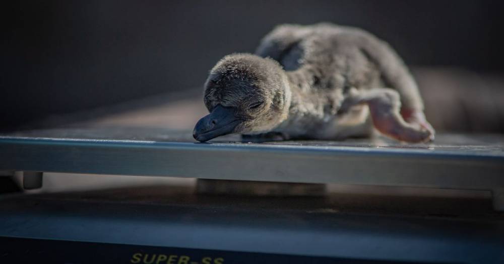 Penguin chicks hatch at Chester Zoo - and keepers name them after NHS heroes - www.manchestereveningnews.co.uk