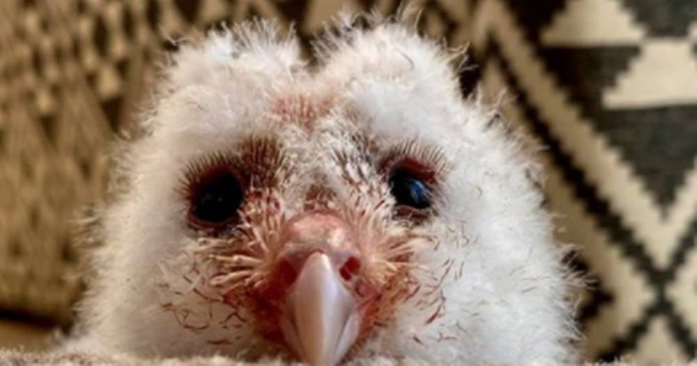 Adventures of Willow - Meet baby Scottish owl chick that's stolen all our hearts - www.dailyrecord.co.uk - Scotland - city Aberdeen