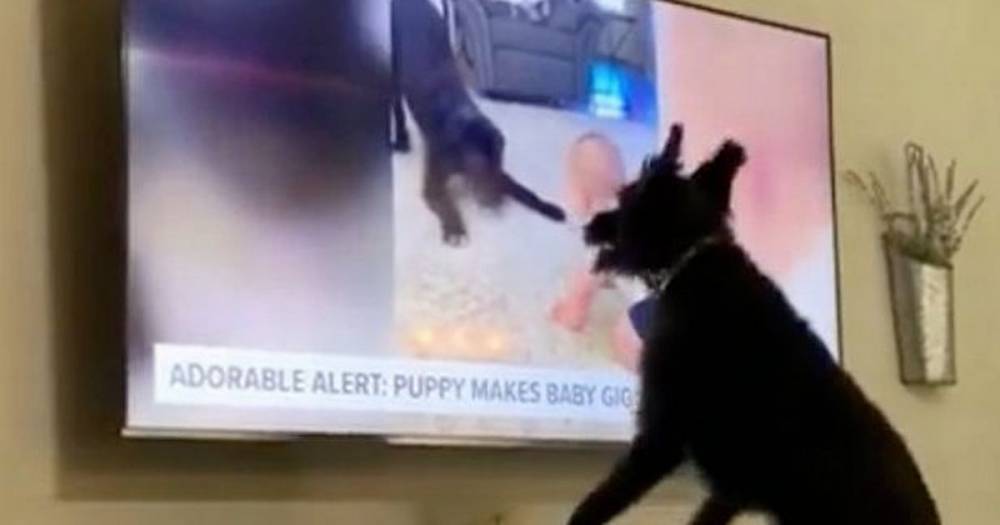Adorable video of excited dog seeing himself on TV goes viral - www.dailyrecord.co.uk