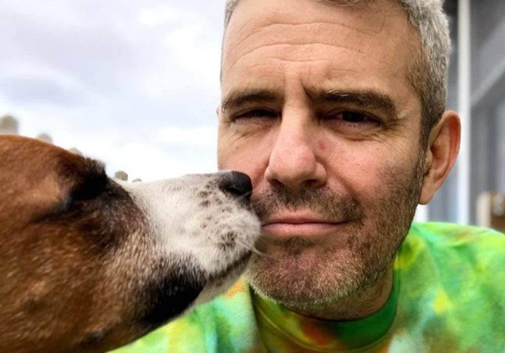Andy Cohen Sadly Says Goodbye To Rescue Pup Wacha, Rehomes The Dog To Keep His Son Safe - celebrityinsider.org