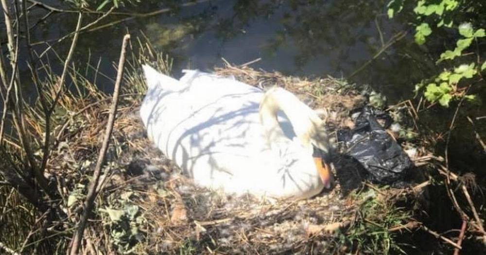 Outrage after thugs throw concrete slab onto swan's nest, destroying unhatched eggs - www.manchestereveningnews.co.uk