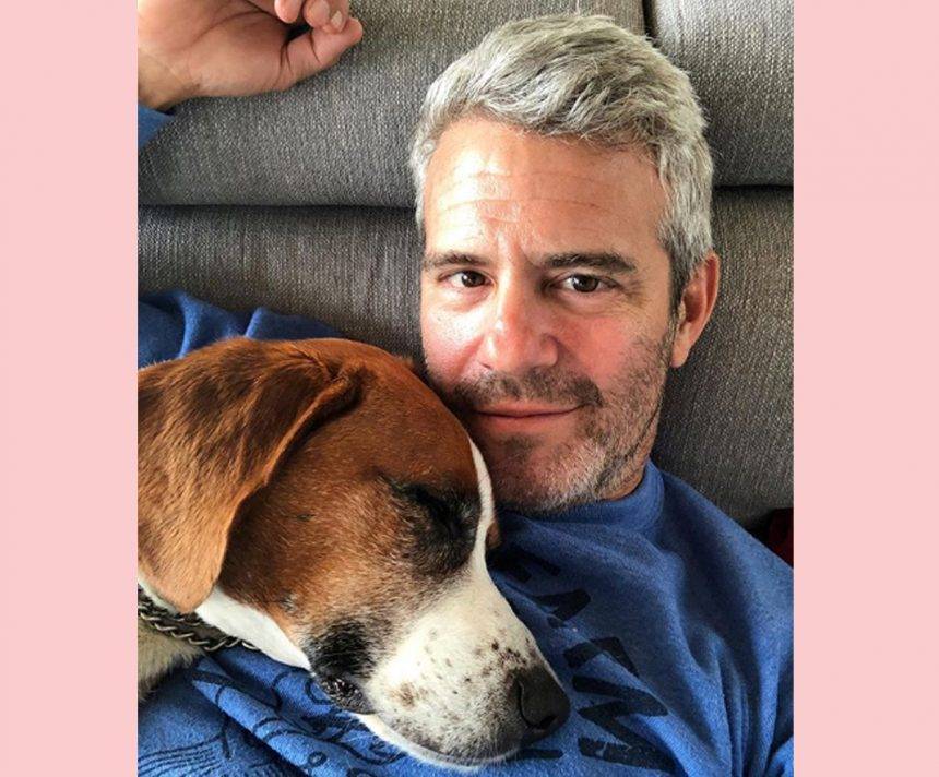 Andy Cohen Reveals He Rehomed His Beloved Dog Wacha After An ‘Incident’ & ‘Signs Of Aggression’ - perezhilton.com
