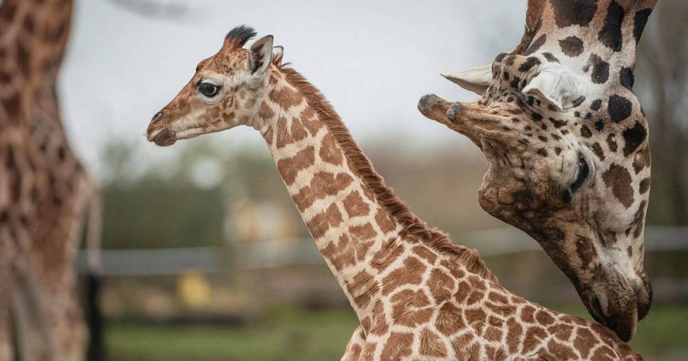 Chester Zoo 'forever grateful' as it prepares to reopen next week - www.manchestereveningnews.co.uk - Manchester