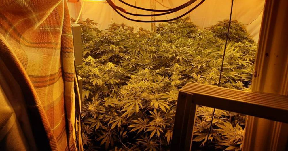 Police find huge cannabis farm with 356 plants inside five-bed home in Bolton - www.manchestereveningnews.co.uk