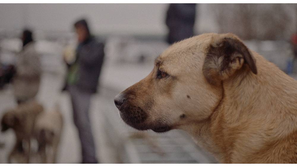 Magnolia Pictures Buys ‘Stray,’ Documentary on Istanbul’s Stray Dogs (EXCLUSIVE) - variety.com - London - USA - Turkey - city Istanbul