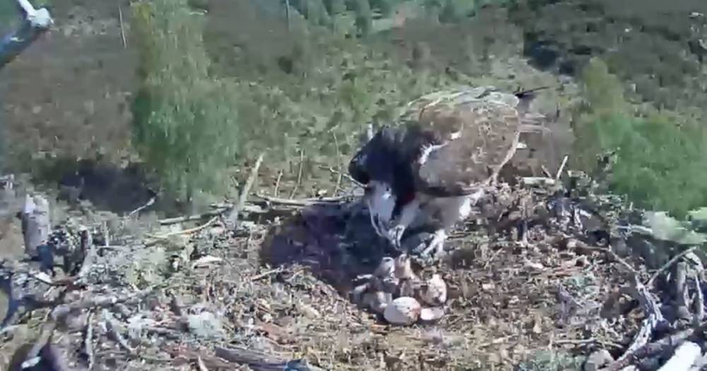 Watch as wild osprey feeds two cute chicks who've just hatched at Scots beauty spot - www.dailyrecord.co.uk - Scotland