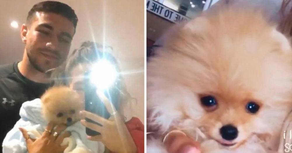 Tommy Fury and Molly-Mae Hague's puppy dies a week after they bought it from Russia - www.manchestereveningnews.co.uk - Russia - Hague