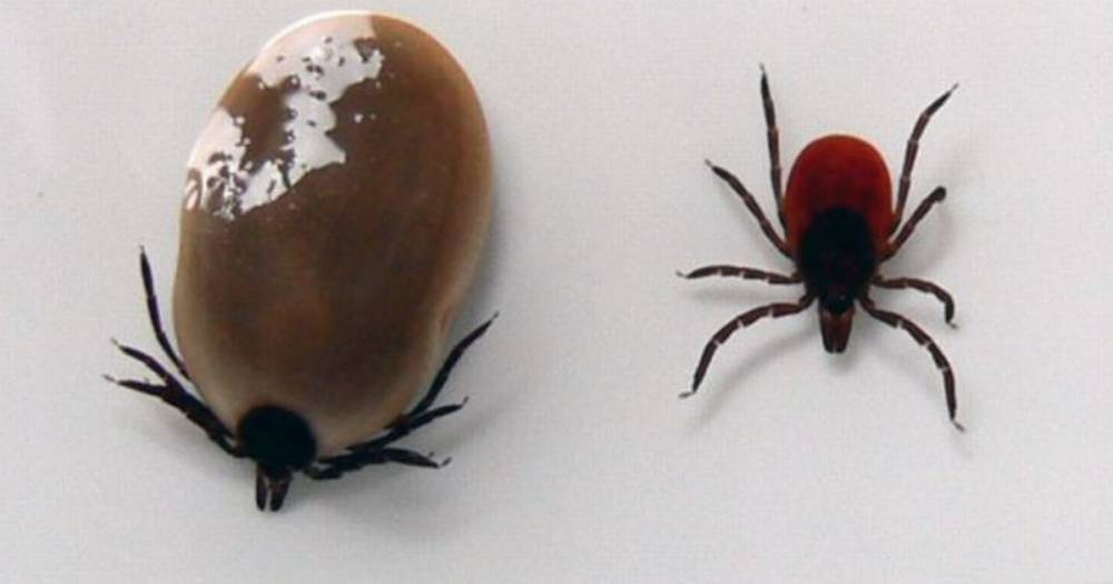 Scots owners urged to check pets for ticks after dog falls ill with Lyme disease - www.dailyrecord.co.uk - Scotland