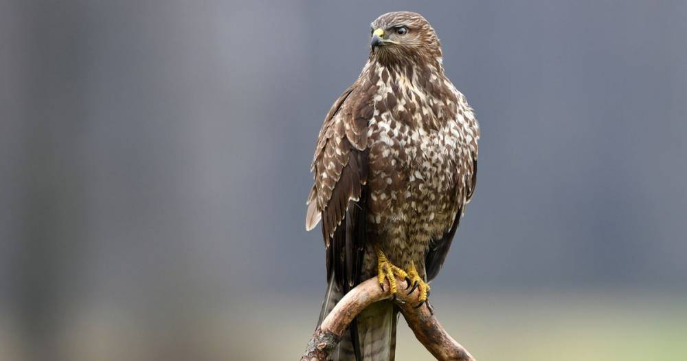 Police investigate after bird of prey is shot in Peak District National Park - www.manchestereveningnews.co.uk
