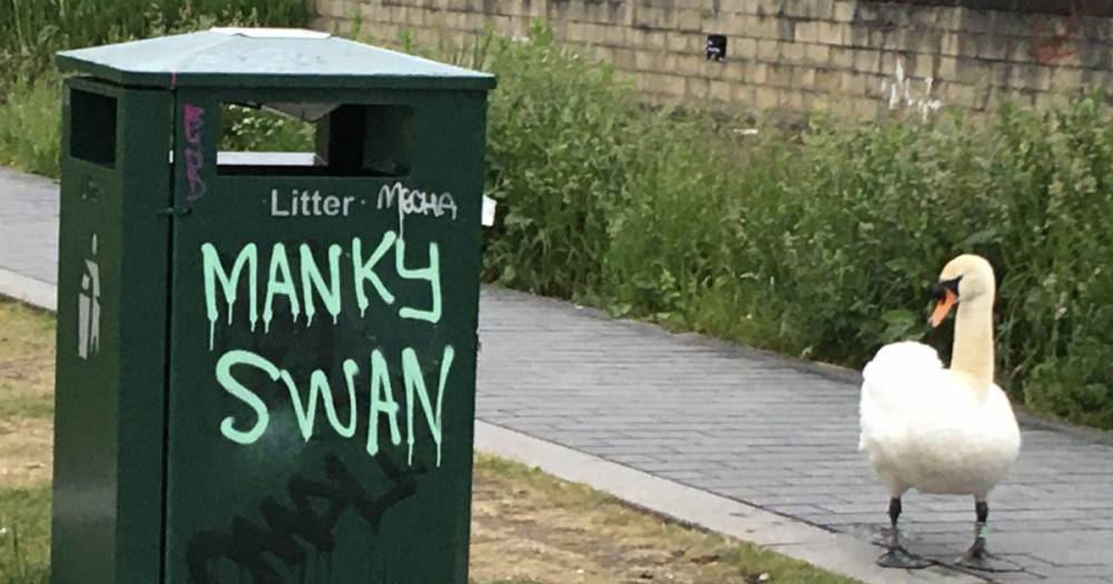 Angy Edinburgh local hits out after swan faces brutal insult on city litter bin - www.dailyrecord.co.uk