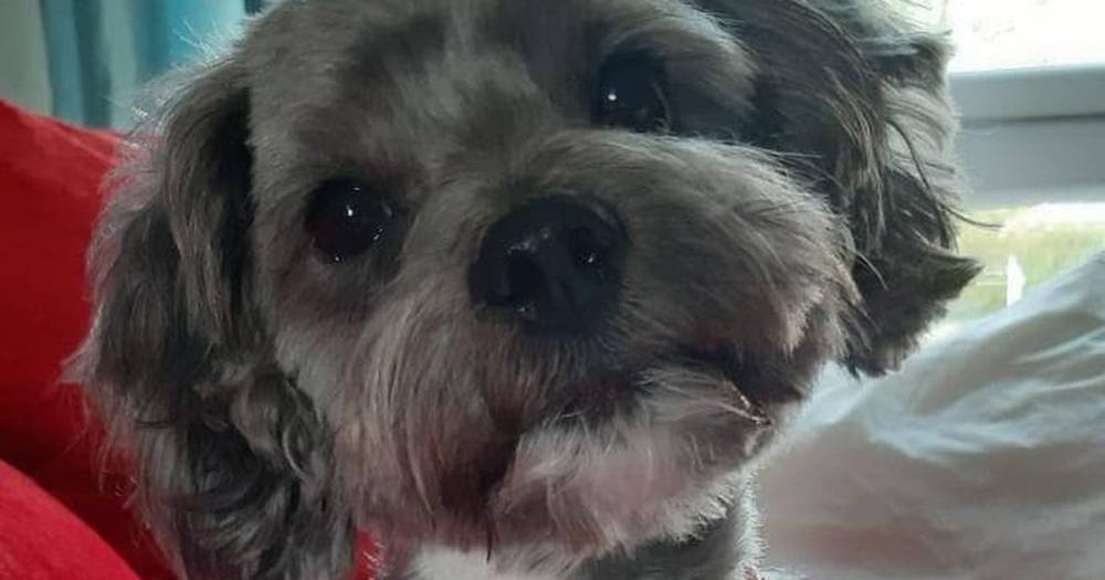 Heartbroken dog owner tells of horror as life-saving pet suffers agonising death after playing in Scots river - www.dailyrecord.co.uk - Scotland