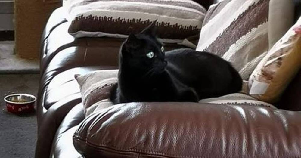 Heartbroken East Kilbride pet owner looking for information to trace missing cat - www.dailyrecord.co.uk