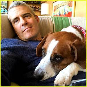 Andy Cohen Gives Update on His Dog Wacha, Explains Why He Was Rehomed - www.justjared.com