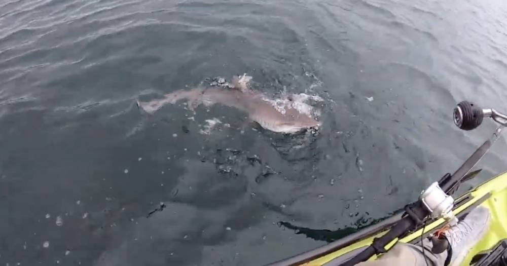 Incredible moment cheeky shark pinches fisherman's catch off Scottish coast - www.dailyrecord.co.uk - Scotland - county Ritchie