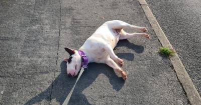 Cheeky dog 'fakes own death' on pavement in bid to prolong daily walk - www.dailyrecord.co.uk - Britain