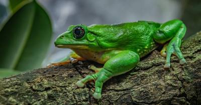 First glimpse at rare Mexican frogs which have hatched at Chester Zoo - www.manchestereveningnews.co.uk - Mexico