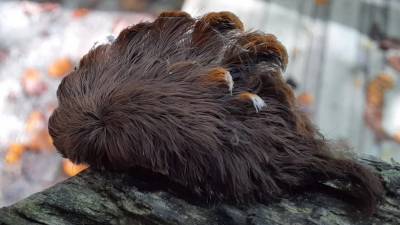 Hairy caterpillar with 'venomous spines' found in Virginia, prompting warning - www.foxnews.com - Virginia
