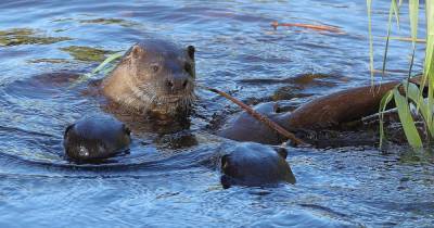 Adorable moment baby otters frolic with mum in Scots river before feasting on delicious fishy treat - www.dailyrecord.co.uk - Scotland