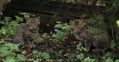 Five Sisters Zoo gives update on adorable new wildcat kittens and reveals their names - www.dailyrecord.co.uk - Scotland