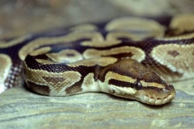 Utah police seize 20 Burmese pythons in man's house - www.foxnews.com - Utah - Burma
