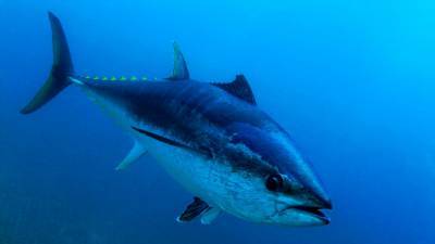 Massachusetts teens catch tuna weighing over 1,000 pounds: 'Biggest adrenaline rush' - www.foxnews.com - state Massachusets