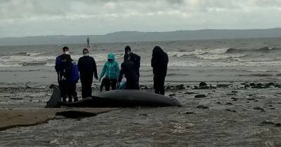Young dead whale discovered beached in popular Scottish beauty spot - www.dailyrecord.co.uk - Scotland