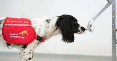 Dogs being trained to detect if people have coronavirus - they could sniff out 250 people an hour - www.manchestereveningnews.co.uk