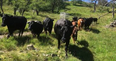 Lake District issues advice on what to do when walking near cattle after two deaths this year - www.manchestereveningnews.co.uk