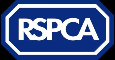 RSPCA rat poison warning after fox was found shaking and had to be put down - www.manchestereveningnews.co.uk