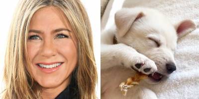 Jennifer Aniston's New Puppy Lord Chesterfield Is Ridiculously Cute - www.elle.com
