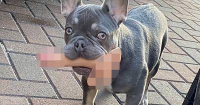 Scots couple left mortified after puppy runs around garden with sex toy in its mouth - www.dailyrecord.co.uk - France - Scotland