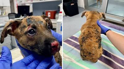 Caged puppy set on fire in Ohio park; authorities searching for suspect - www.foxnews.com - Ohio