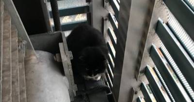 Cat scaled multi-story car park before getting stuck behind railings for a day and falling down 16ft gap - www.manchestereveningnews.co.uk - Manchester