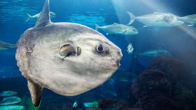 People call 911 about giant sunfish in Massachusetts, officials ask them to stop - www.foxnews.com - New York - state Massachusets