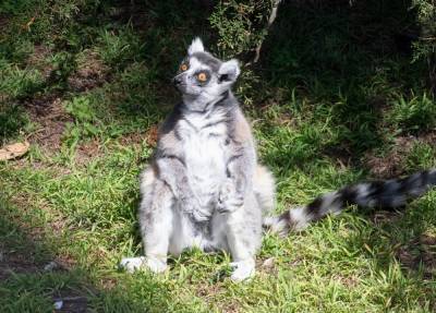 Lemur stolen from San Francisco zoo found, police have suspect - www.foxnews.com - San Francisco - city San Francisco