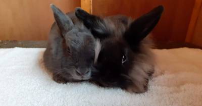 Hamilton animal rescue centre appeal for donations to help rabbits - www.dailyrecord.co.uk - Scotland