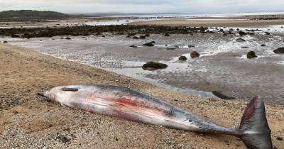 Tragedy as second whale dies on Scots coast just days after ‘juvenile’ stranded at beauty spot - www.dailyrecord.co.uk - Scotland