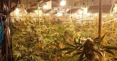 Specialist cops rumble huge £1m cannabis farm inside former nightclub building - www.dailyrecord.co.uk - city Coventry
