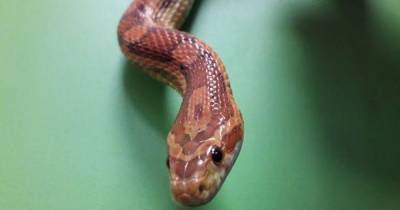 Ayrshire centre appeals for a new home for overlooked corn snake Capri - www.dailyrecord.co.uk - Scotland