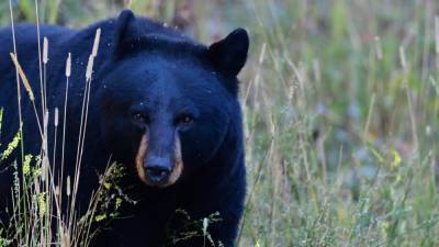 Virginia woman seen in viral TikTok feeding bear faces criminal charges, authorities say - www.foxnews.com - Virginia - Tennessee