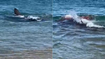 Great white shark devours seal, turns water bloody off Massachusetts beach - www.foxnews.com - state Massachusets