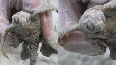 Rare sea turtle discovered on South Carolina beach in 'elusive' find - www.foxnews.com - city Charleston - South Carolina
