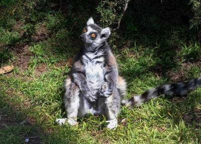 5-year-old boy gets lifetime zoo pass for spotting stolen lemur - www.foxnews.com - San Francisco