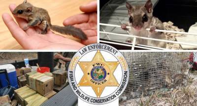 Florida wildlife investigators uncover flying squirrel trafficking ring: officials - www.foxnews.com - Florida