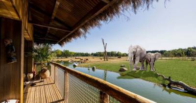 Safari lodges where you can see cheetahs and elephants from your room to open in 2021 - two hours drive from Manchester - www.manchestereveningnews.co.uk - Manchester