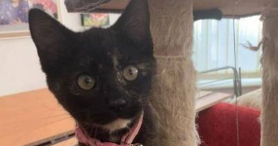 Tiny kitten 'dumped and left for dead' by motorway looking for new home - www.manchestereveningnews.co.uk