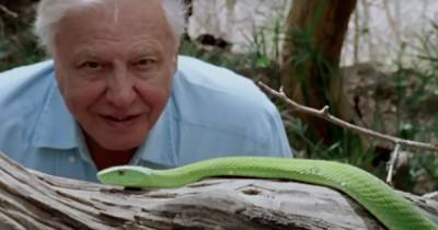 David Attenborough's new documentary A Life On Our Planet lands on Netflix today – and we can't wait - www.ok.co.uk