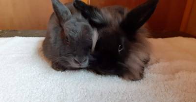SSPCA seek donations for rabbits at its Lanarkshire animal rescue centre - www.dailyrecord.co.uk - Scotland