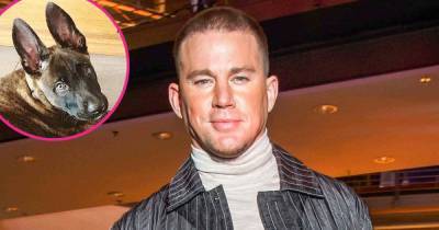 Channing Tatum Adopts Sweet New Puppy Named Rooklin: ‘He’s Gonna Be a Goon’ - www.usmagazine.com - Netherlands
