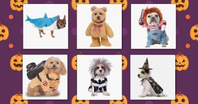 14 best Halloween costumes for dogs of all sizes – from pumpkins to scary spiders - www.msn.com
